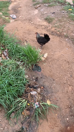 Rural farm animals observed foraging in Jos, Nigeria