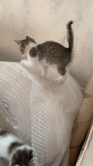 Kittens play with bubble wrap in Indonesian home