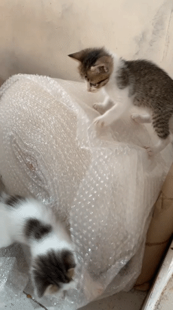 Kittens play with bubble wrap in Indonesian home
