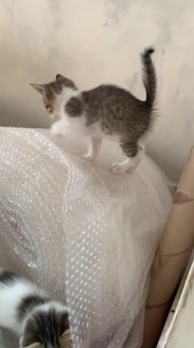 Kittens play with bubble wrap in Indonesian home