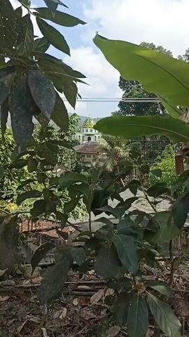 A hand with orange nail polish is in the foreground, partially obscuring the view of a mosque in the background. The mosque has a white exterior and a yellow and green dome. Lush green foliage, including what appears to be avocado trees and banana leaves, surrounds the mosque. The ground is covered with dry leaves and twigs. The sky is partly cloudy. The scene suggests a rural or semi-rural setting, likely in a tropical climate.