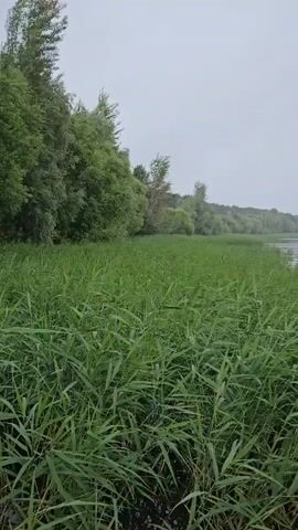 The video pans across a lake or large body of water, with dense green reeds in the foreground along the shore. On the left side of the screen, a line of trees forms the edge of a forest. The water is calm, and the sky is overcast, suggesting a cloudy or misty day. In the distance, across the water, there is a faint outline of land or islands. The camera moves slowly from right to left, showing a wider view of the tranquil, natural landscape.