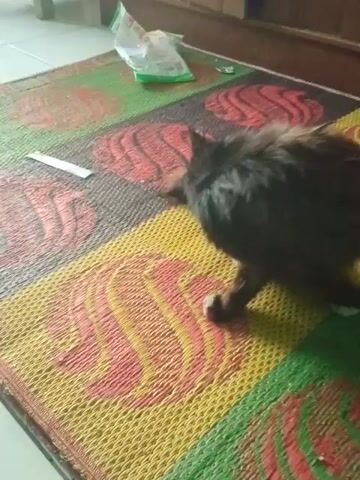 A black and white cat lies on a multi-colored woven mat, purring loudly. The mat has a repeating pattern of stylized red and yellow waves on different colored backgrounds. A green packet and a white object are visible on the white-tiled floor in the corner. The cat is facing toward the bottom right of the frame. A wooden surface is visible along the top left of the frame.
