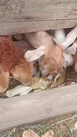The video shows a close-up view of several young goats eating from a wooden trough. The trough appears to be outdoors, with dry grass and leaves visible on the ground. The goats are a mix of light brown and darker reddish-brown colors. They are shown with their heads down, actively feeding on what appear to be discarded vegetable scraps, including onion peels and husks from corn. The lighting suggests it is daytime, possibly overcast. The camera angle is from above and slightly to the side, focusing on the goats' heads and the contents of the trough. There is no visible human interaction or other animals in the frame.