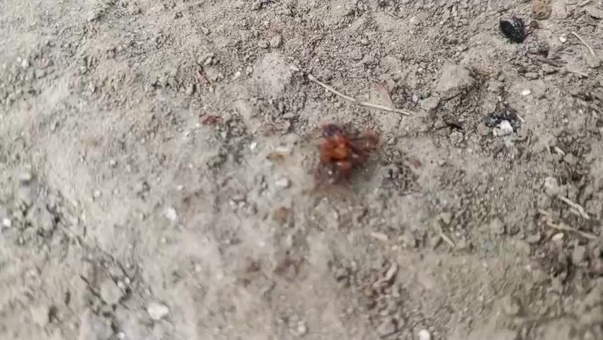 A close-up, high-angle shot captures a patch of dry, sandy ground littered with small pebbles and debris. In the center of the frame, a small cluster of red ants surrounds a reddish-brown object, possibly an insect or a piece of food. Several other ants are scattered around the main cluster and in the surrounding area, indicating an active foraging or feeding scene. The lighting is natural, suggesting an outdoor environment. The focus is sharp on the ants and the object they are interacting with, with the background slightly blurred.
