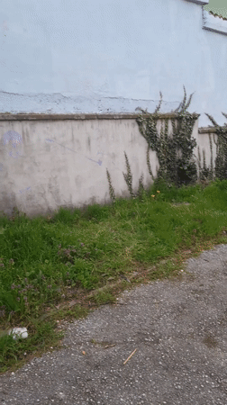 Man climbs over ivy-covered wall in Svishtov, Bulgaria