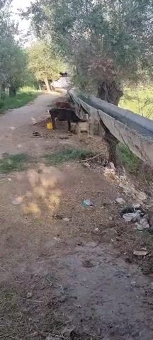 The video shows two cows standing next to a concrete water channel in an outdoor setting. One cow is brown and black, and the other is dark brown. The cows are near a yellow bucket. The water channel is filled with water and appears to be elevated. There are trees and vegetation around the channel, and the ground is dirt. There is also some trash visible on the ground near the channel. The video is shot from a slightly elevated perspective, looking down at the scene. The overall impression is of a rural or agricultural environment.
