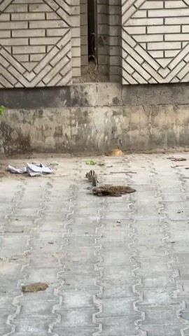 The video shows a squirrel and a cat near a brick wall. The squirrel is on a paved area with scattered debris. The cat is lying still near the wall. A bicycle wheel rolls into the frame briefly, passing in front of the squirrel. The camera pans slightly to show more of the brick wall and a tree. The squirrel continues to move around on the pavement.