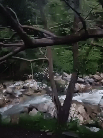 Rushing forest stream meets village edge in Jibhi, Himachal Pradesh