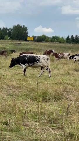 A herd of cows are grazing in a field of dry grass. The sky is cloudy. There are trees in the background. Some of the cows are black and white, while others are brown or white. One cow is lying down in the grass. Another cow is walking away from the camera.