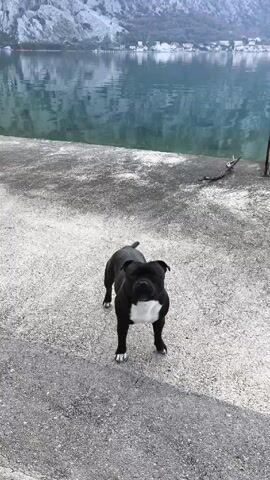 A black and white Staffordshire Bull Terrier sits on a concrete surface near a body of water. In the background, there are mountains and some buildings. The dog sits patiently, then leaps up to catch something thrown in the air.