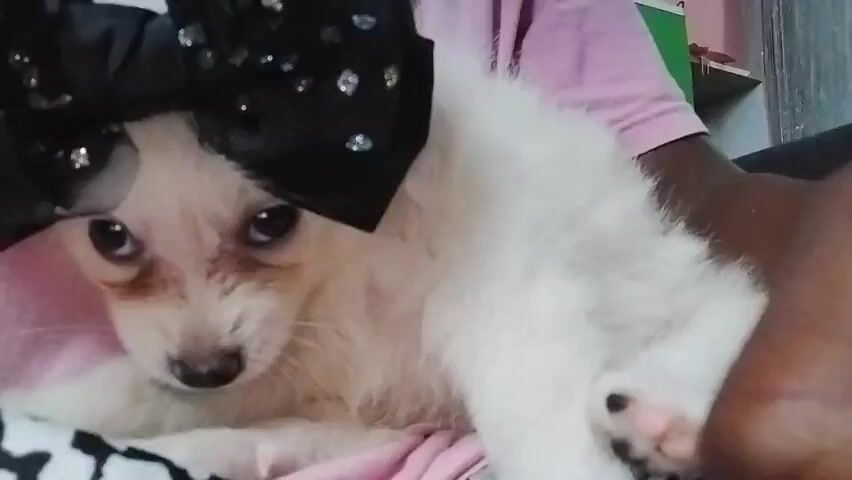 A close-up shot shows a white puppy with brown markings around its eyes and nose. The puppy is wearing a large black bow adorned with rhinestones on its head. It is being held by a person, whose arms and a portion of their pink shirt are visible. The puppy is lying on a patterned blanket. The background is blurred but appears to be an indoor setting.
