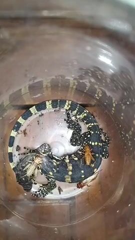 A black and yellow banded lizard is in a clear plastic container, eating live crickets. The lizard has a long, segmented tail with black and yellow bands and a black body covered in white speckles. Its head is black with yellow markings. The lizard is curled in the center of the container. Multiple crickets, some alive and some partially eaten, are scattered around the lizard.