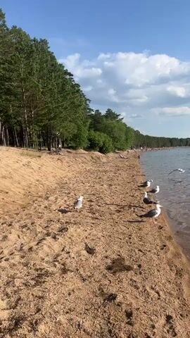 The video shows a sandy beach with a line of seagulls near the water's edge. A forest is visible behind the beach, and beyond that, a body of water filled with people swimming and relaxing. The sky is blue with scattered clouds.