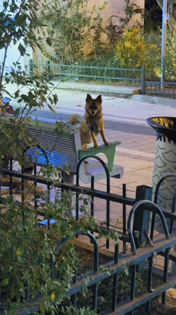 Evening scenes captured across Petah Tikva during full moon night
