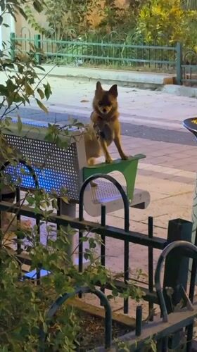 Evening scenes captured across Petah Tikva during full moon night