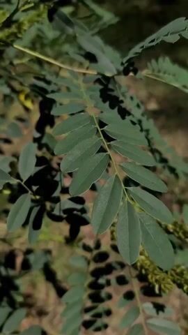 The video shows a close-up view of a plant with compound leaves. The leaves are green and oval-shaped, arranged in pairs along a central stem. The background is blurred, showing more greenery and some brown earth. The lighting suggests it is daytime, possibly with dappled sunlight. The focus is on the intricate details of the plant's foliage and its growth structure. There are no people or discernible objects other than the plant itself. The scene is natural and appears to be outdoors, possibly in a garden or a wilder, uncultivated area. There are no visible text elements in the video. The overall mood is calm and naturalistic, highlighting the beauty of the plant's form.