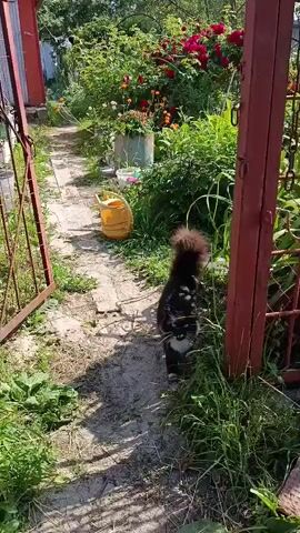 A fluffy black and white cat with a large, bushy tail walks towards the camera on a dirt path surrounded by lush green grass and plants. In the background, there are red flowers and a yellow watering can. The cat turns its head to look directly at the camera, its green eyes visible. The video is shot in daylight with sunlight casting shadows on the ground.