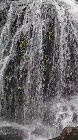 The video shows a close-up view of a cascading waterfall, with water flowing over dark, mossy rocks. Lush green foliage is visible on the rocks and in the background, suggesting a natural, wooded environment. The camera angle is angled upwards, emphasizing the height and flow of the waterfall. The lighting suggests it is daytime. There are no people or man-made objects visible in the frame.