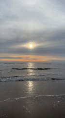 Seals spotted resting on Katwijk beach during evening hours