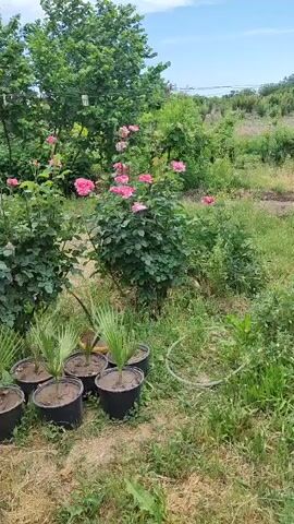 The video shows a garden scene. In the foreground, there are six potted plants with green, spiky leaves, arranged in two rows. Behind these are several rose bushes with pink and red flowers. In the background, there are large trees and a cloudy sky. The ground is covered in dry grass and some green weeds. The video pans slightly from left to right, capturing the garden. There are no people visible in the video.