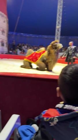 The video shows a young boy watching a circus show. In the foreground, the back of the child's head is visible, wearing a blue jacket with a print. The boy is sitting in a white plastic chair. In the background, there's a circus ring with a brown camel wearing a red and gold decorative cloth. The camel is lying down. An older man in a black coat is standing near the camel, gesturing with his hands. Behind them, a crowd of people is seated in the audience, watching the performance. The circus tent has a blue ceiling, and a tall metal structure stands in the background.