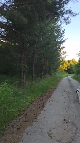 A video shows a dirt road winding through a forest. A small dog with black and white markings walks on the road ahead of the camera. The camera then pans to a young man with a bald head and a beard, wearing a grey jacket over a colorful t-shirt. He smiles at the camera. The trees on either side of the road are lush and green, and the sky is clear and blue. The lighting suggests it is either early morning or late afternoon.
