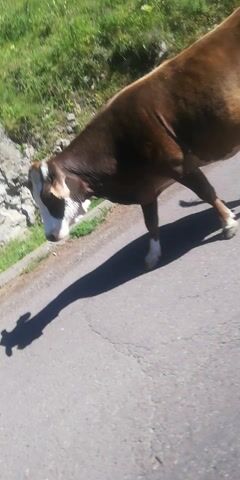 A cow walks along a paved road next to a grassy, rocky hillside. The camera angle is tilted, giving a sense of movement along with the cow. The cow's shadow is visible on the road.