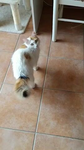 A fluffy, calico cat with white, orange, and black markings is standing on a tiled floor. The cat's tail is bushy and appears to have a striped pattern. The cat is looking to its left and then turns its head to look forward. In the background, there is a portion of a white cat tree with scratching posts and a white chair. The floor is covered in large, square, reddish-brown tiles.