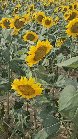 Sunflowers in full bloom across the Hungarian countryside