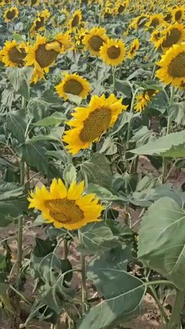 The video displays a field filled with numerous sunflowers. The sunflowers are predominantly yellow with dark centers, and they are positioned at varying distances from the camera. The plants have large, green leaves. The scene appears to be outdoors, with natural lighting, suggesting a sunny day. The camera is in motion, panning through the field, creating a dynamic view of the sunflowers.