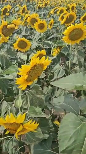 Sunflowers in full bloom across the Hungarian countryside