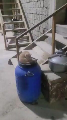 A ginger kitten is curled up on top of a blue plastic barrel. The barrel is positioned at the bottom of a wooden staircase. The kitten grooms itself and then looks towards the camera. The environment appears to be indoors with concrete floors and brick walls.