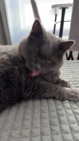 A gray cat is lying on a gray quilted blanket. The cat's tongue is sticking out. A hand or brush is in the process of grooming the cat. The cat's eyes are partially closed. In the background, a white window and a portion of a table and chairs are visible.