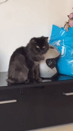 Black cat takes over the dresser next to a motorcycle helmet