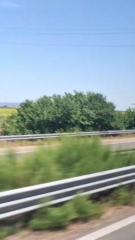 This is a side-view, low-angle, vertical, shaky, out-of-focus, slightly blurry video taken from a moving vehicle. The scene depicts a rural landscape under a clear blue sky. A highway guardrail runs horizontally across the foreground. Beyond the guardrail is a field of sunflowers, appearing as a vast expanse of yellow. To the left of the sunflower field are green trees. A white RV trailer is visible on the road in the first second of the video, moving from left to right. A tall, leafy tree stands to the left of a road sign in the third second. The overall impression is a journey through a sunny, agricultural area.