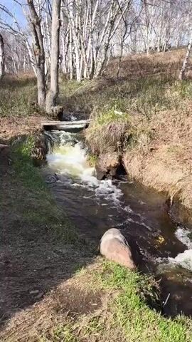 The video shows a small stream in a wooded area. The water flows down a short waterfall. Trees are visible in the background, mostly bare of leaves. The banks of the stream are covered in grass and dirt. A small wooden bridge spans the stream above the waterfall. The stream is bordered by a grassy area on one side. A large rock sits on the bank. The sky is blue. The scene is peaceful and natural.