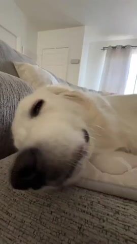 This media file is a close-up video of a golden retriever dog resting on a sofa. The dog's head is the primary focus, with its eyes closed and a relaxed expression. The background is slightly blurred, showing a living room setting with a window and curtains. The lighting suggests it could be daytime. The dog appears peaceful and comfortable. There is no visible text in the video.
