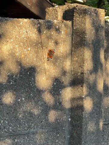 A butterfly with orange, black, and white markings rests on a textured concrete surface. The concrete is speckled with small stones of various colors, including white, grey, and orange. Sunlight casts dappled shadows across the surface, suggesting it is outdoors. The butterfly is the primary subject, positioned slightly off-center. The background shows a darker, rougher concrete structure and hints of green foliage at the top of the frame, possibly indicating a garden or outdoor wall. The lighting implies it is daytime, likely morning or late afternoon due to the warm tones and distinct shadows. The overall impression is a peaceful, natural moment captured in an urban or suburban setting. There is no visible text in the media file.