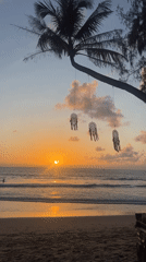 Choeng Thale sunset beach, plus chickens by a scooter