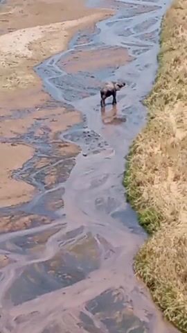 An elephant walks through a shallow, braided river. The riverbed is mostly dry, with only a few shallow streams of water flowing through it. The elephant is dark gray and its reflection can be seen in the water.  The river banks are dry and covered in grass. The video is shot from above.
