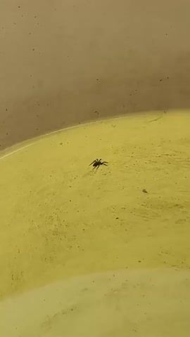 A small, dark spider is seen on a yellow surface. The spider moves from left to right across the frame. The surface appears to be textured and slightly reflective, with a lighter colored wall in the background. The lighting is consistent throughout the clip. The spider is the sole focus of the video and no other organisms are visible until the end of the clip where an ant appears on the right side of the frame.