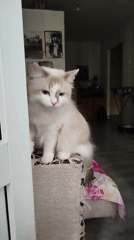 Cats photographed in residential settings during early morning hours