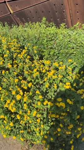 A slow pan right shows a thick hedge of vibrant yellow flowers, interspersed with some pink blooms. The flowers are dense and bushy, with green foliage. Behind the flowers, a row of green bushes is visible. In the background, a large, curved structure made of rusted metal panels with square perforations is partially visible. The ground in front of the hedge is a textured, light brown pathway. The lighting suggests it is a sunny day, casting shadows from the foliage onto the pathway. The scene appears to be an outdoor landscaped area.