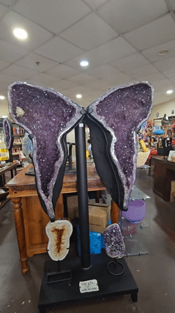 Amethyst butterfly wing display spotted in Carlsbad