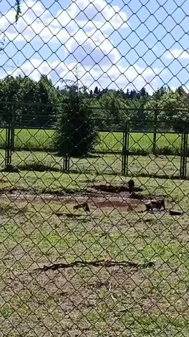 The video is taken from behind a chain-link fence, looking into an outdoor enclosure. The enclosure has a muddy patch in the center and is surrounded by grass and trees. There are several dark-colored animals, possibly pigs, in the muddy area and scattered around the grass. The sky is blue with some clouds. The fence is in focus in the foreground, and the enclosure and animals are in the background. There are no people visible in the video.