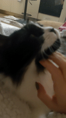 Black and white cat rests on surfaces in Plovdiv home