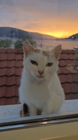 Cat with distinctive markings spotted in Donja Lastva, Montenegro