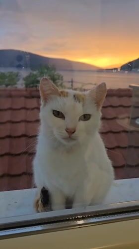Cat with distinctive markings spotted in Donja Lastva, Montenegro