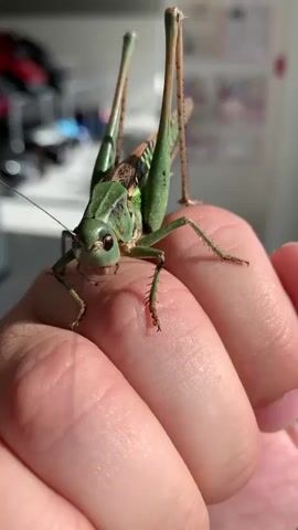 A close-up shot of a green grasshopper perched on a person's fingers. The grasshopper's body is predominantly green with brown markings and long, segmented legs. It is facing the camera, with its antennae extended. The person's hand is visible in the foreground, with the fingers curled slightly to support the insect. The background is blurred but appears to be an indoor setting with some objects that suggest a home or office environment. The lighting suggests it is daytime, with sunlight casting shadows. The grasshopper is still throughout the video.